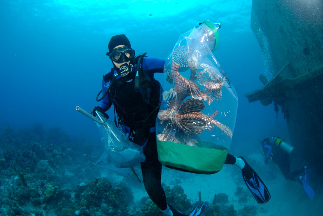 REEF Diver with Invasive Lionfish