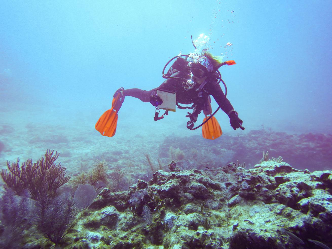 REEF Volunteer Diver Uses Slate