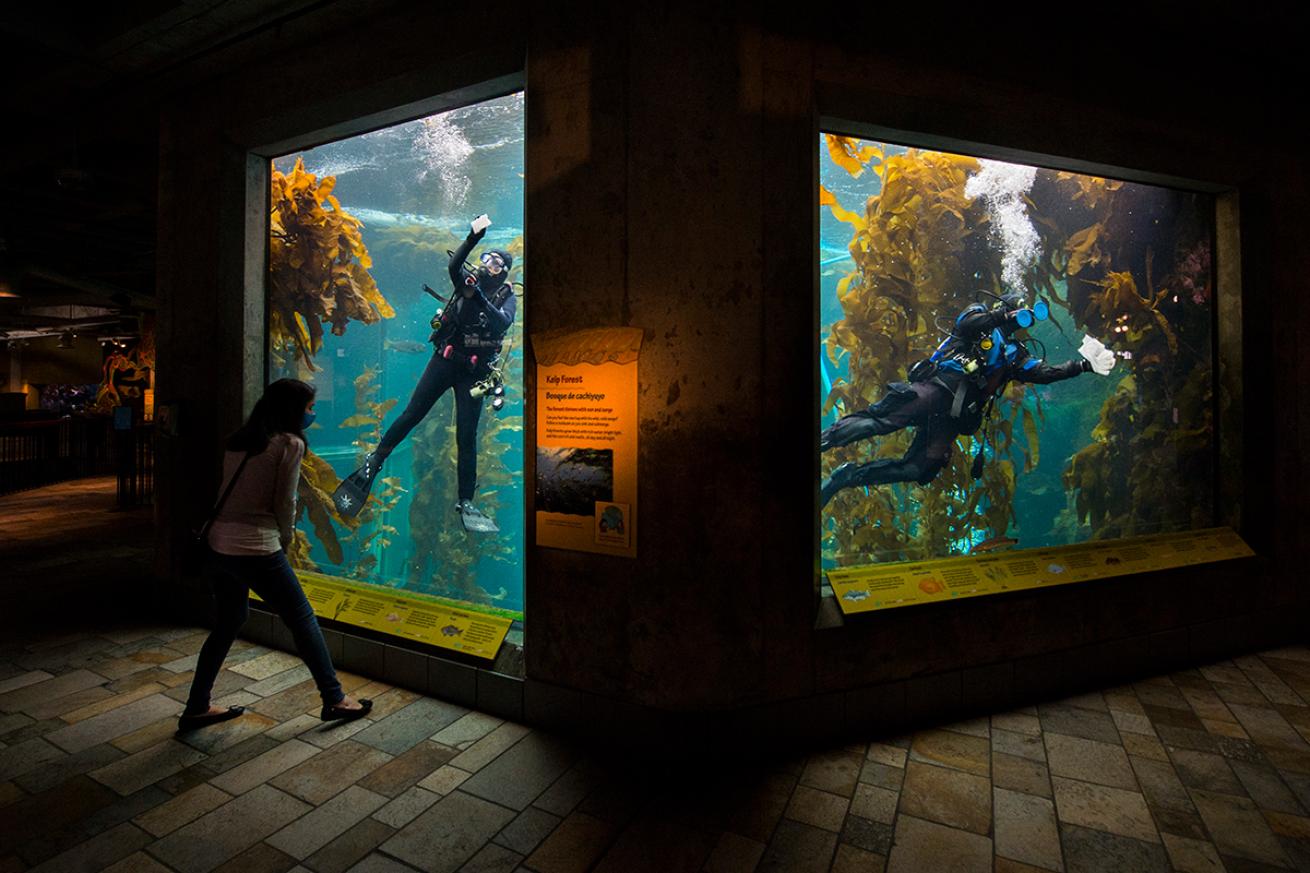 Volunteer divers clean the inside of the kelp forest tank at Monterey Bay Aquarium.