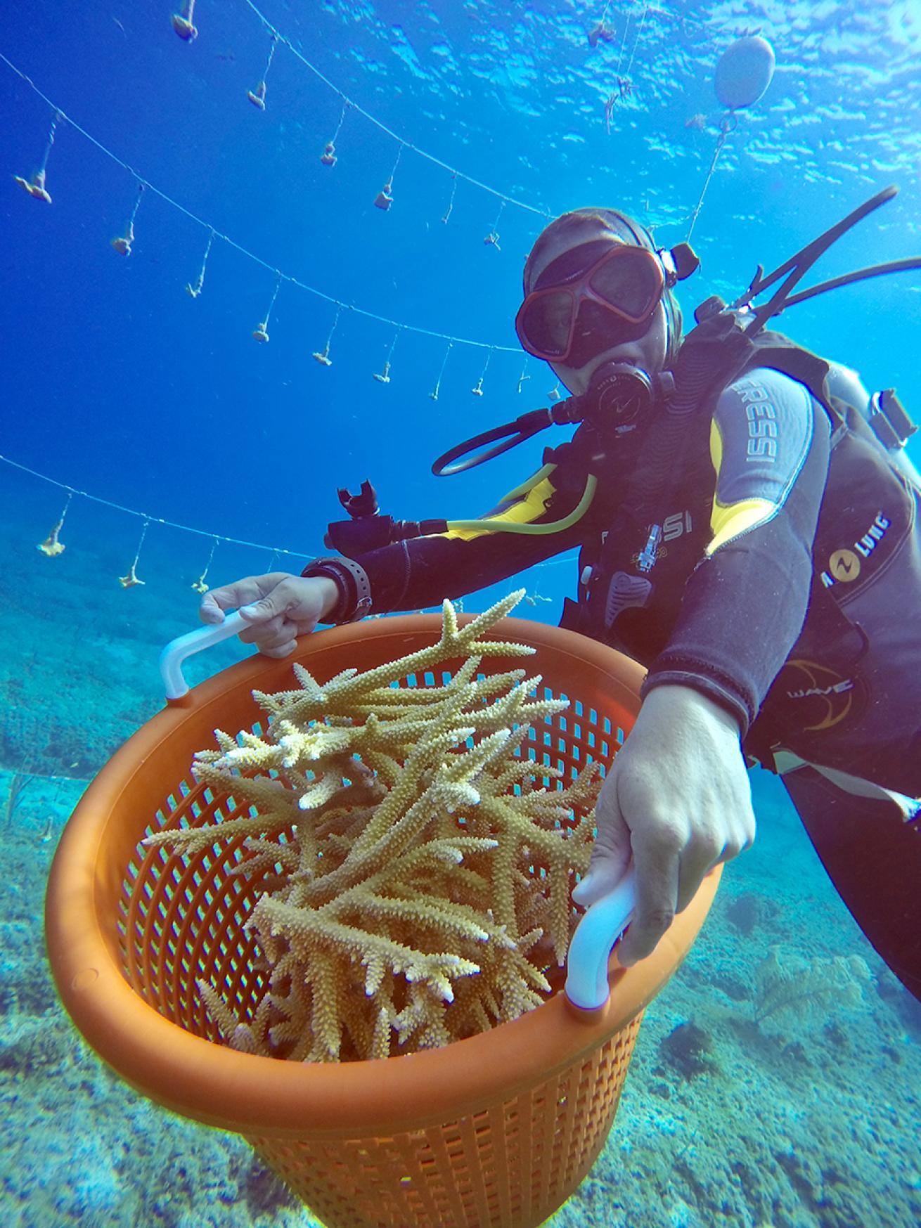 Diver carries a basket of coral outplants