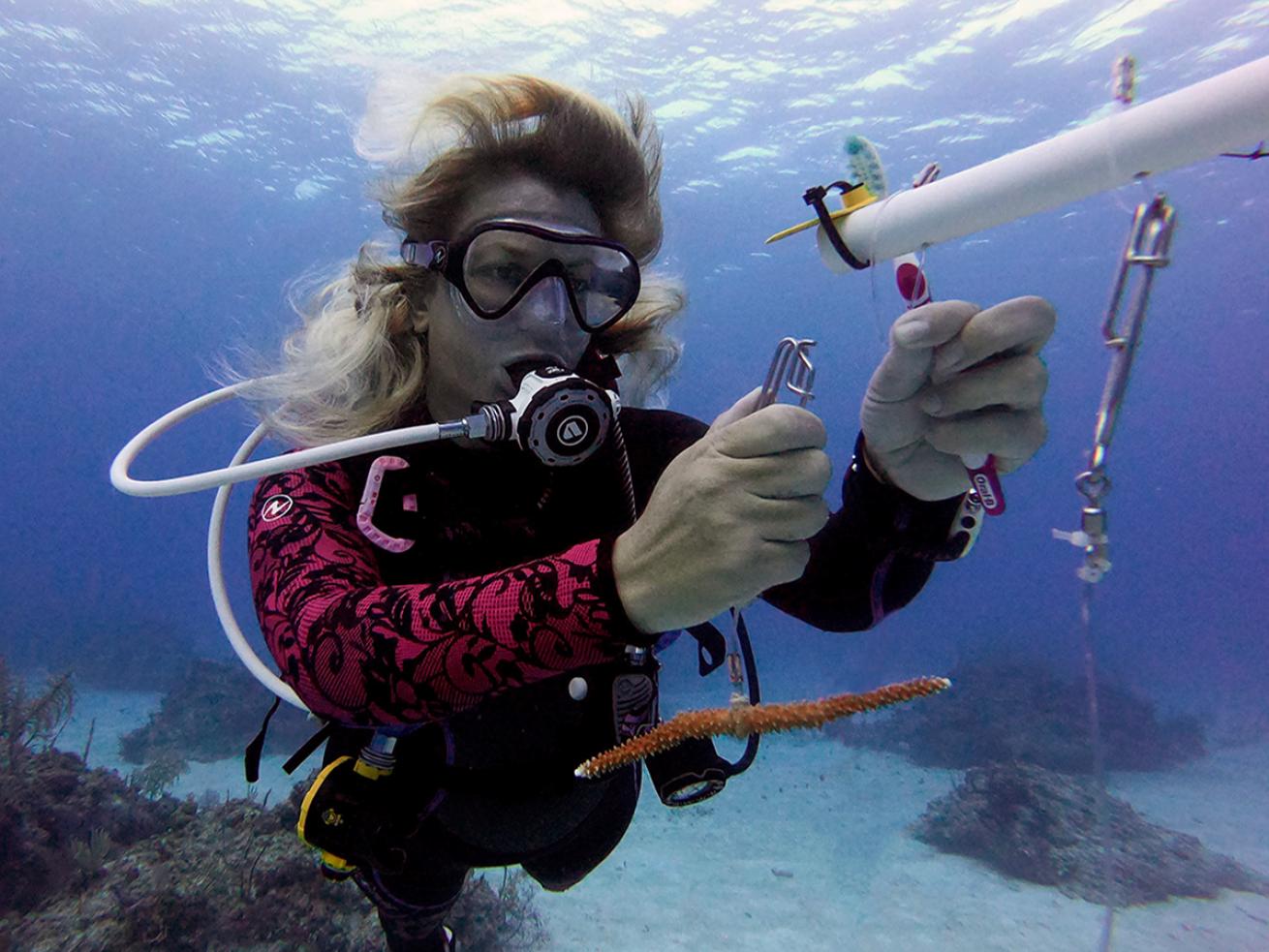 Diver tends to a PCV tree in a coral nursery.
