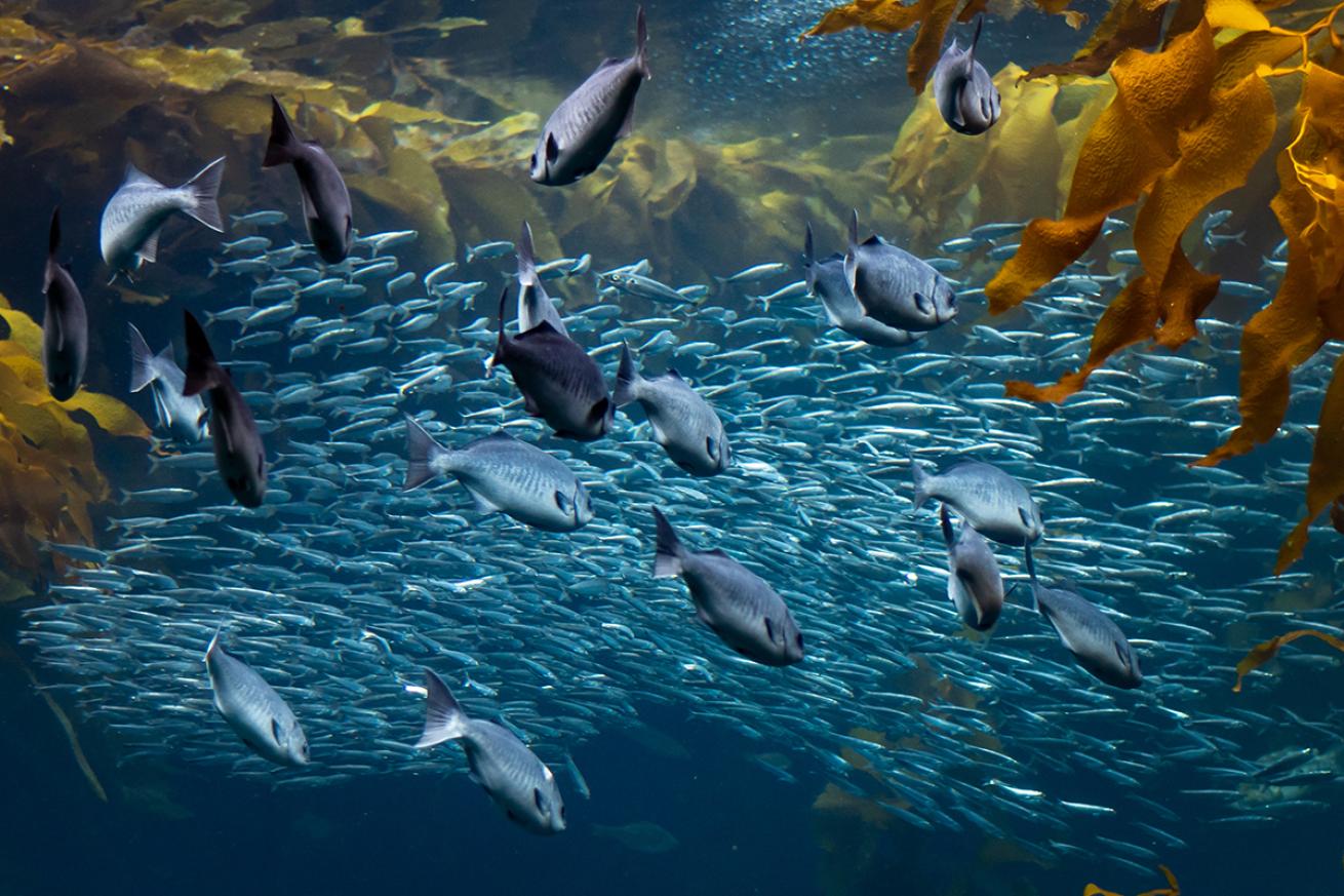A school of Halfmoon (Catalina) Blue Perch swim in a kelp bed off Monterey Bay, California, as a school of sardines pass by in the background.