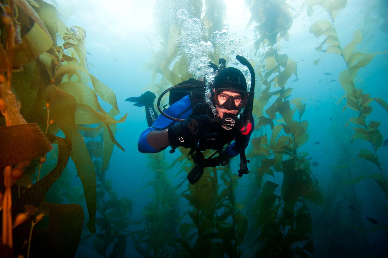 Scuba Diver Kelp Channel Islands