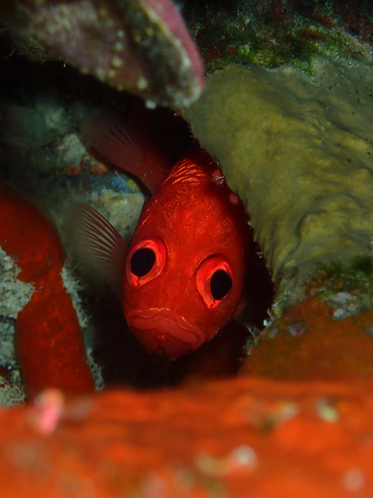 Solider cardinal fish