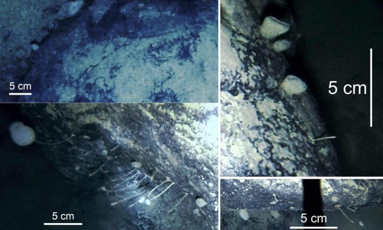 Minute organisms proliferate over a boulder 3,000 feet under the Filchner–Ronne Ice Shelf.