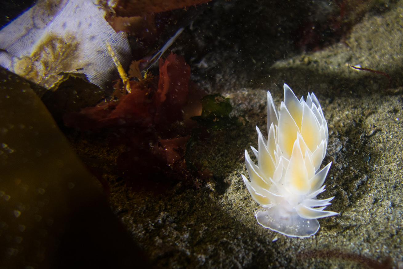 White lined dirona nudibranch in Edmonds Underwater Park