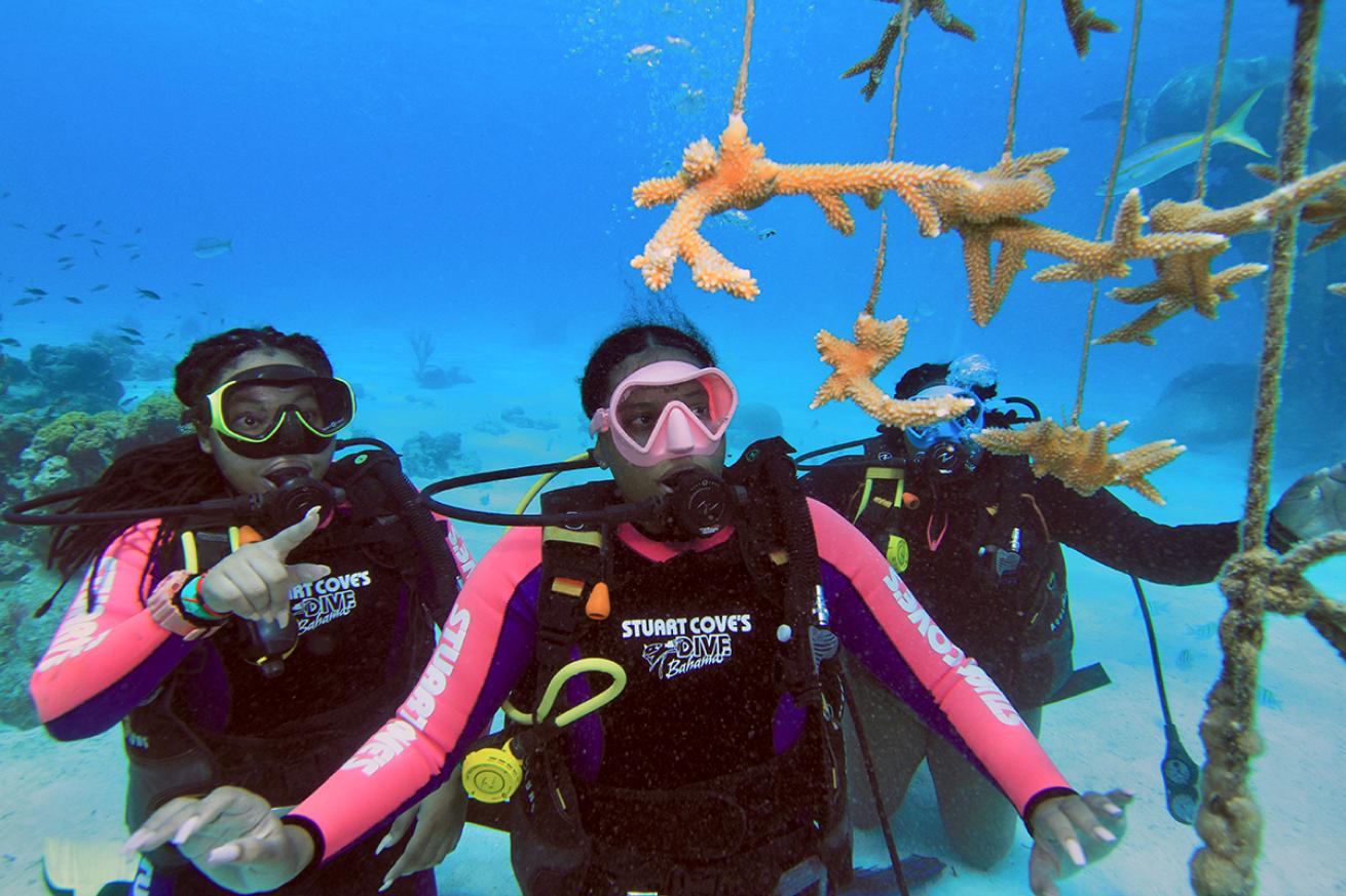 Young female divers look at a coral ouplant tree