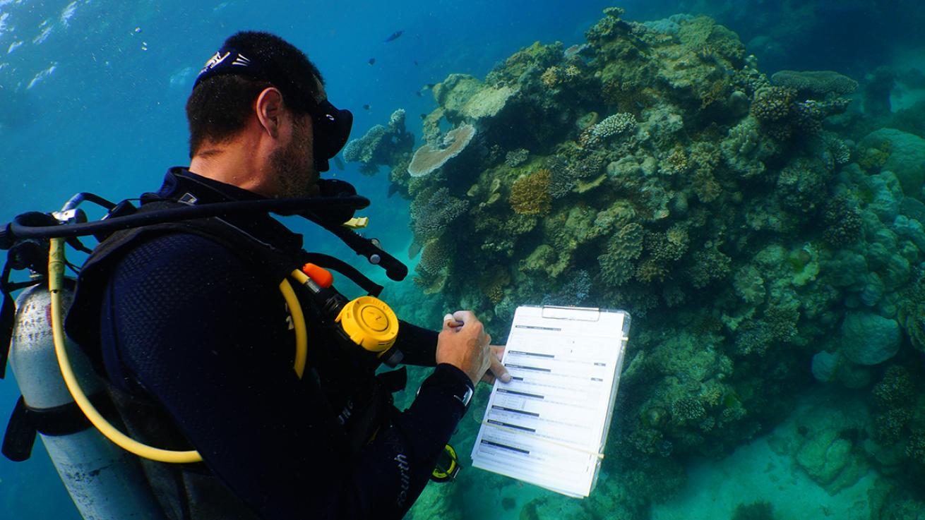 Diver surveys reef