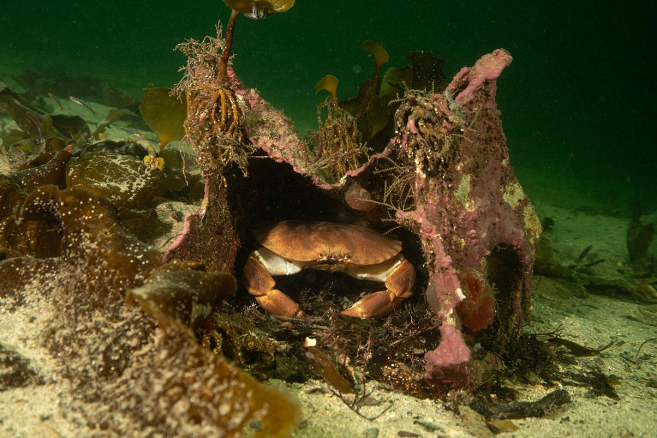 A crab in shipwreckage