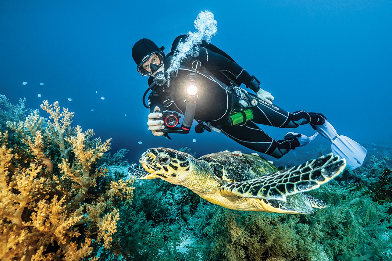 Diver photographs sea turtle