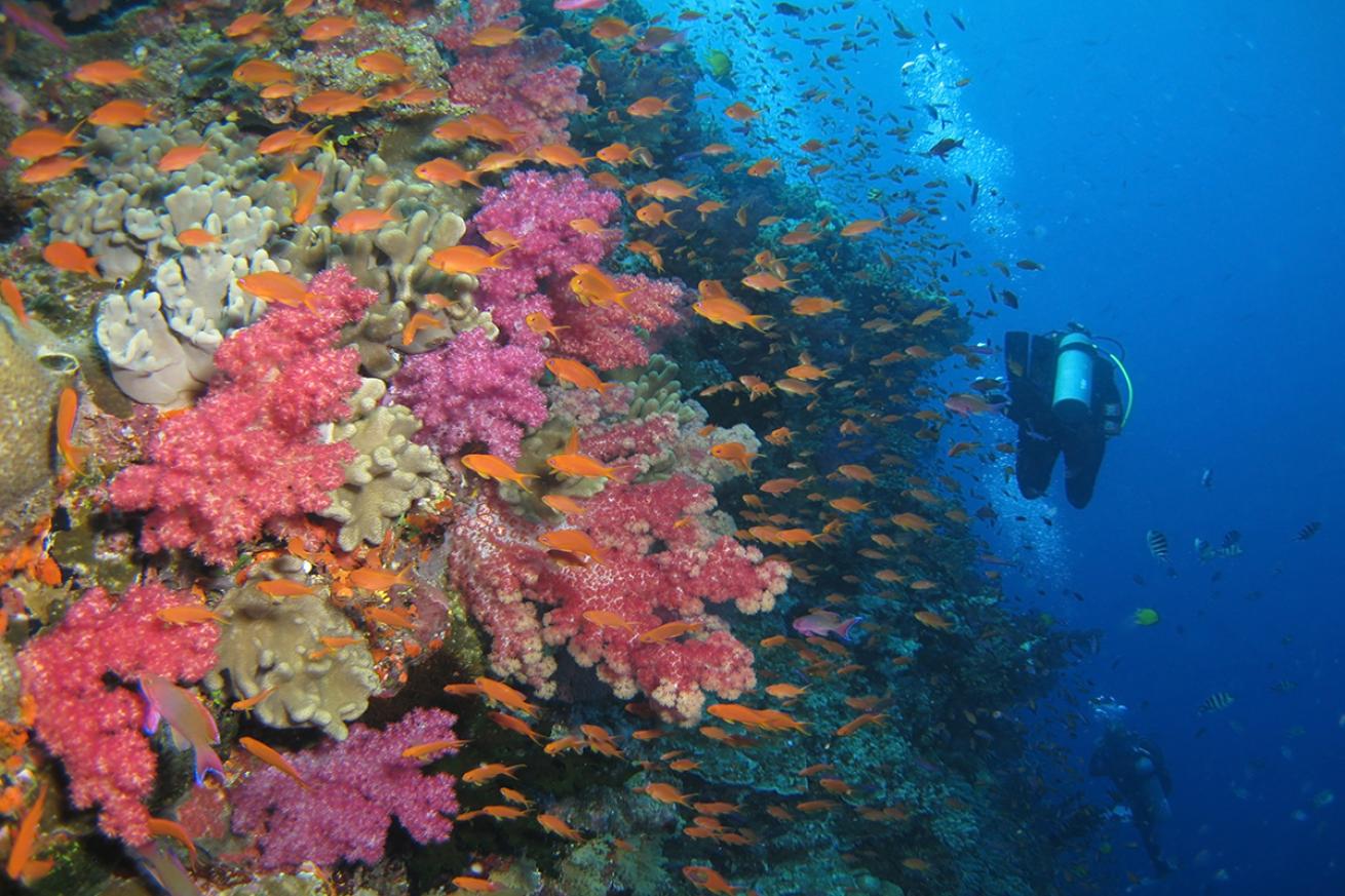 A diver fins past a wall of soft coral in Fiji