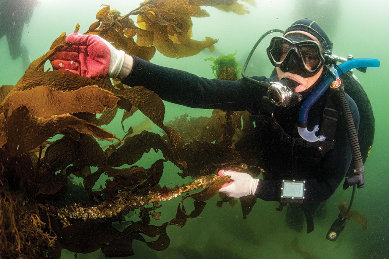Diver tends to kelp.