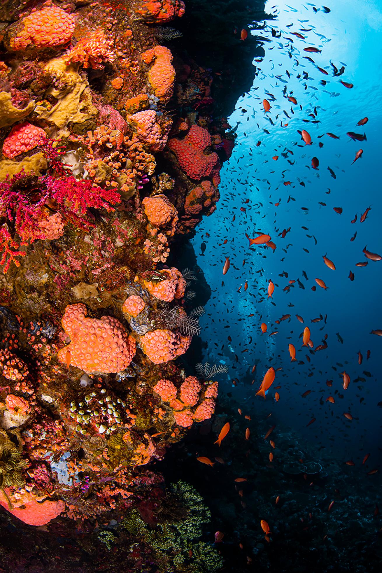 Fish swarm a vertical reef in Komodo, Indonesia.