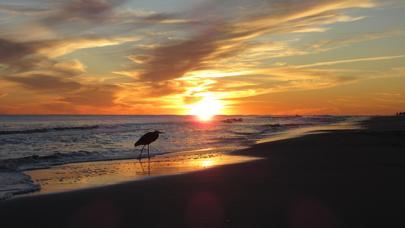 The sunsets on the Gulf Shore with a sand piper silhouette in the foreground.