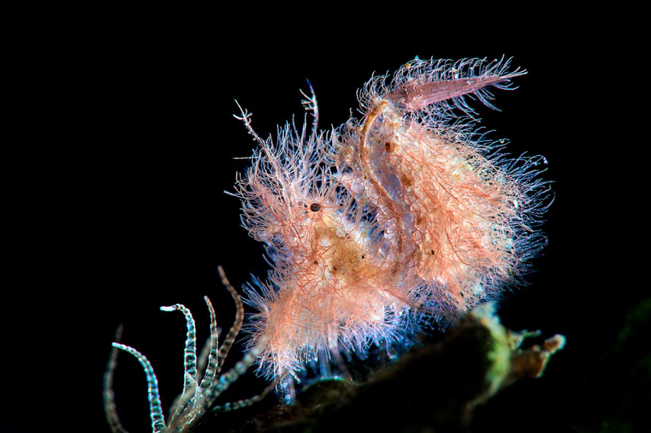 A hairy shrimp against a black background. 