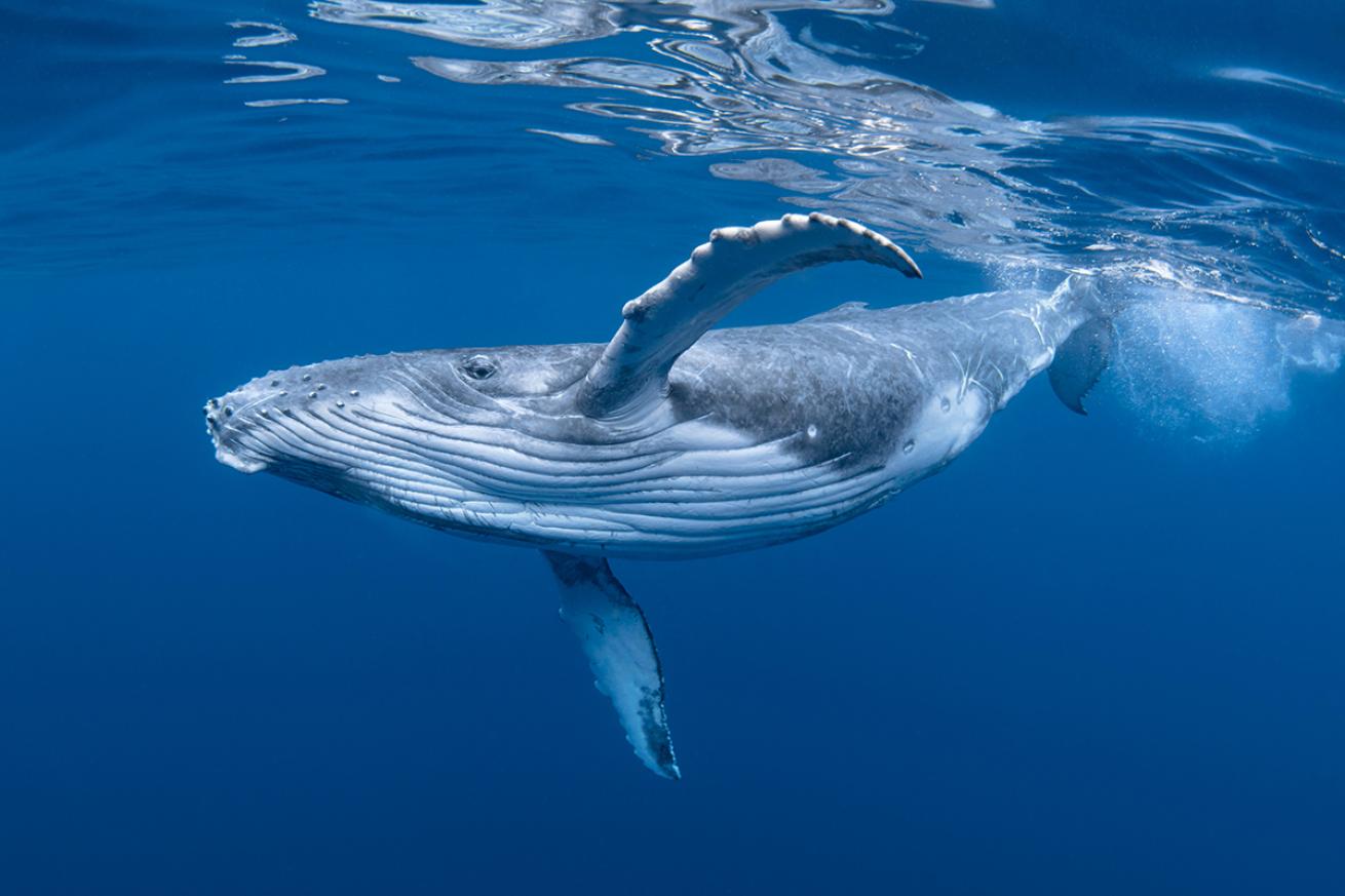 A humpback whale swims just beneath the surface.