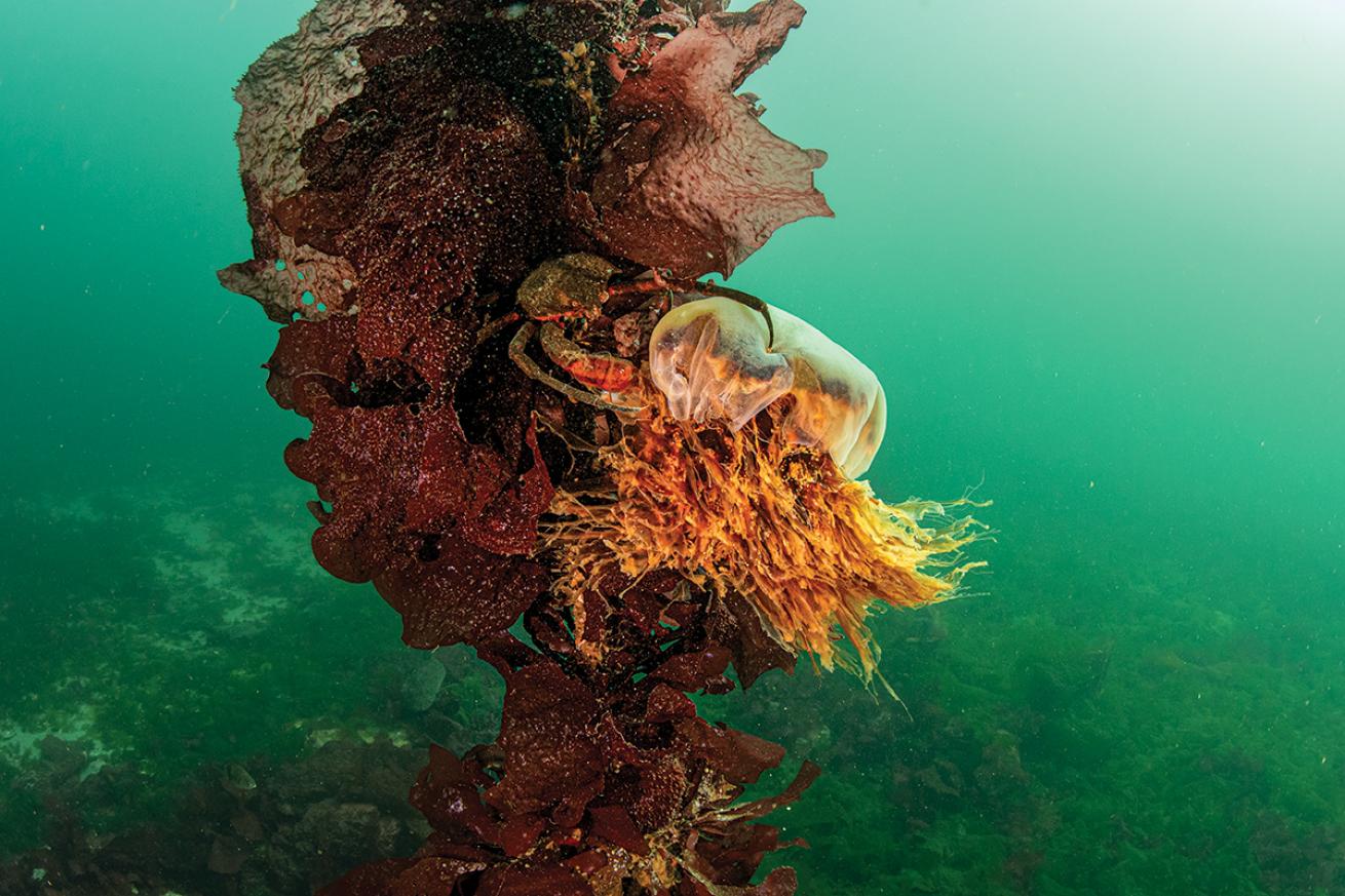 A kelp crab hangs from a marker buoy line with the catch of the day: a lion’s mane jellyfish.