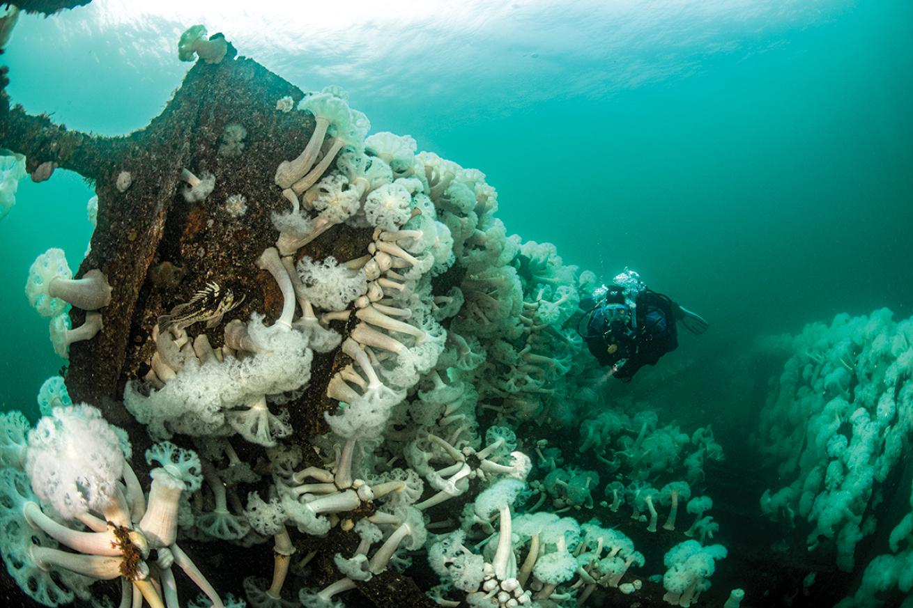 A diver swims through a metridium-encrusted artificial reef at Edmunds Underwater Park.