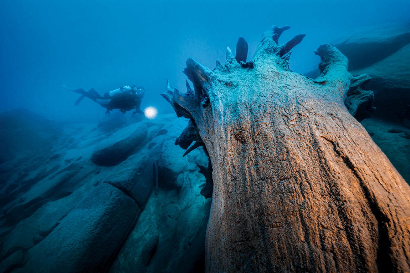 A diver shines a flashlight at sunken trees and rocks at Sand Harbor in Lake Tahoe.