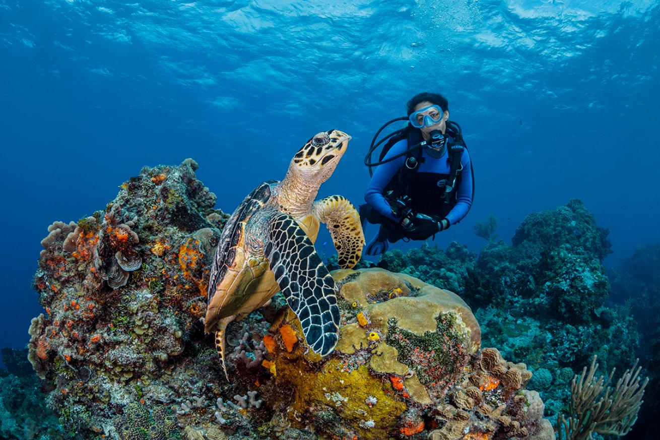 A diver is transfixed by a sea turtle in Cozumel, Mexico.