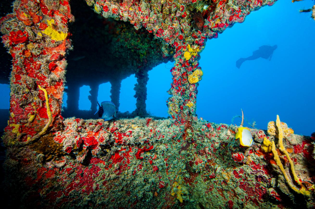 Corals on Thunderbolt Wreck Florida Keys