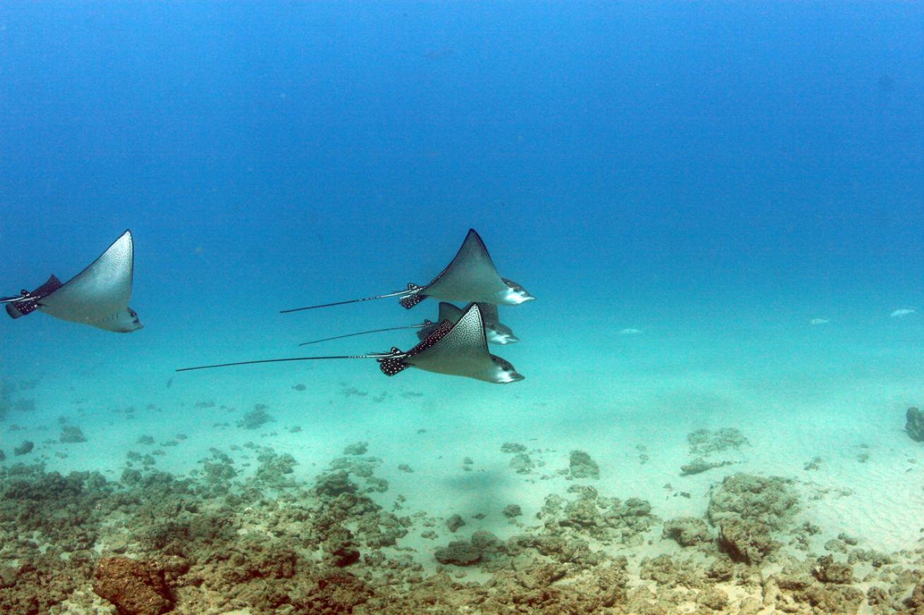Spotted Eagle Rays in Maui Hawaii
