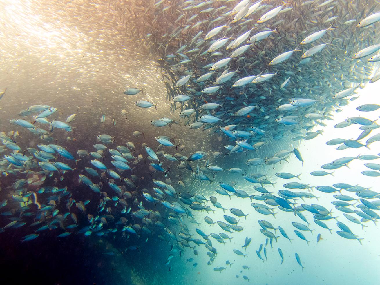 School of sardines