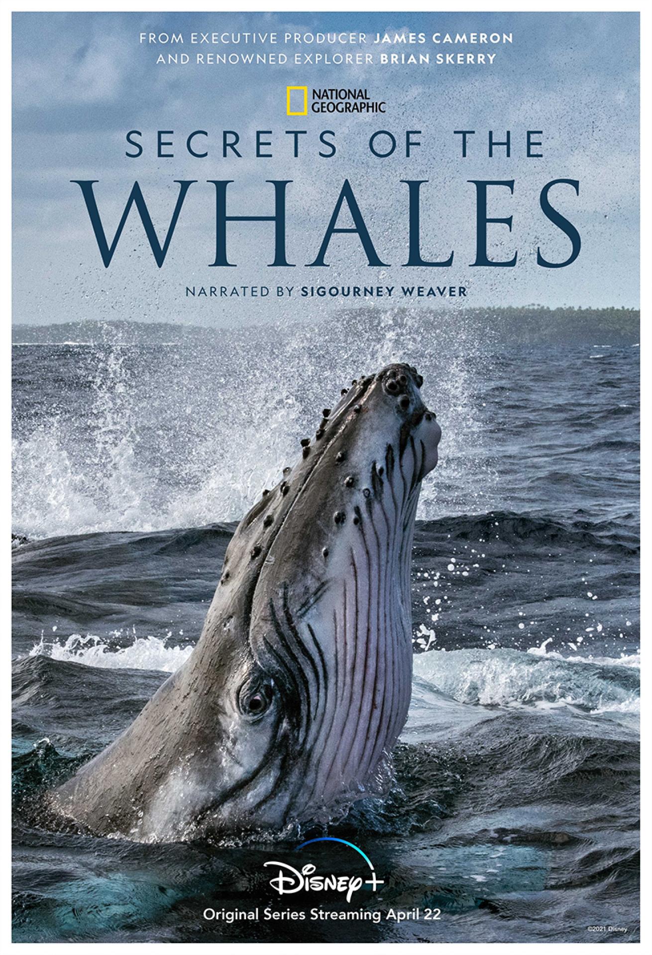 Secrets of the Whales movie poster