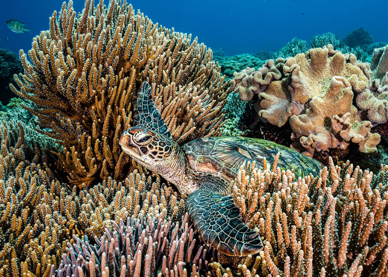 A sea turtle rests in soft coral.