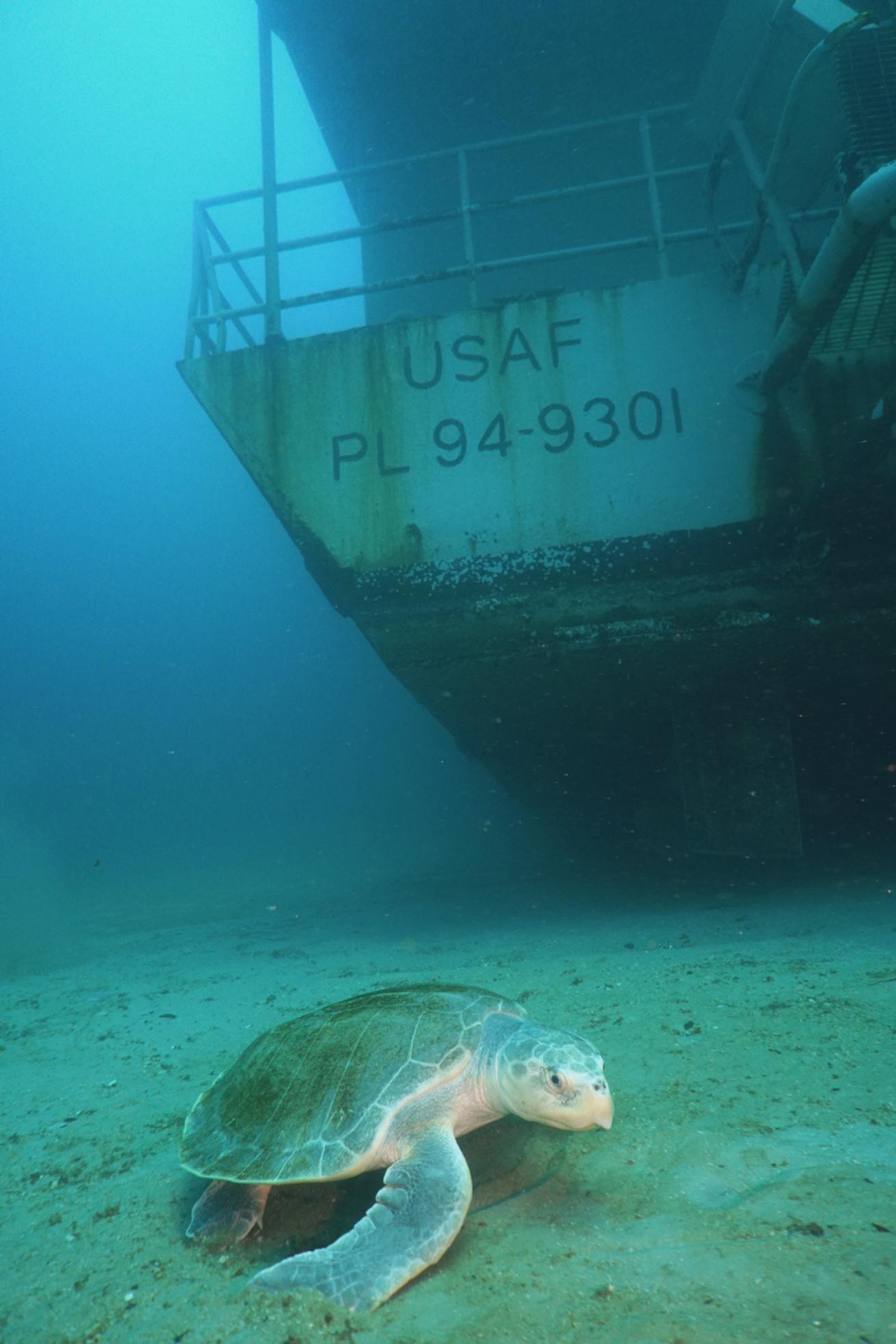 Sea Turtle on Big Dawg Wreck in Destin