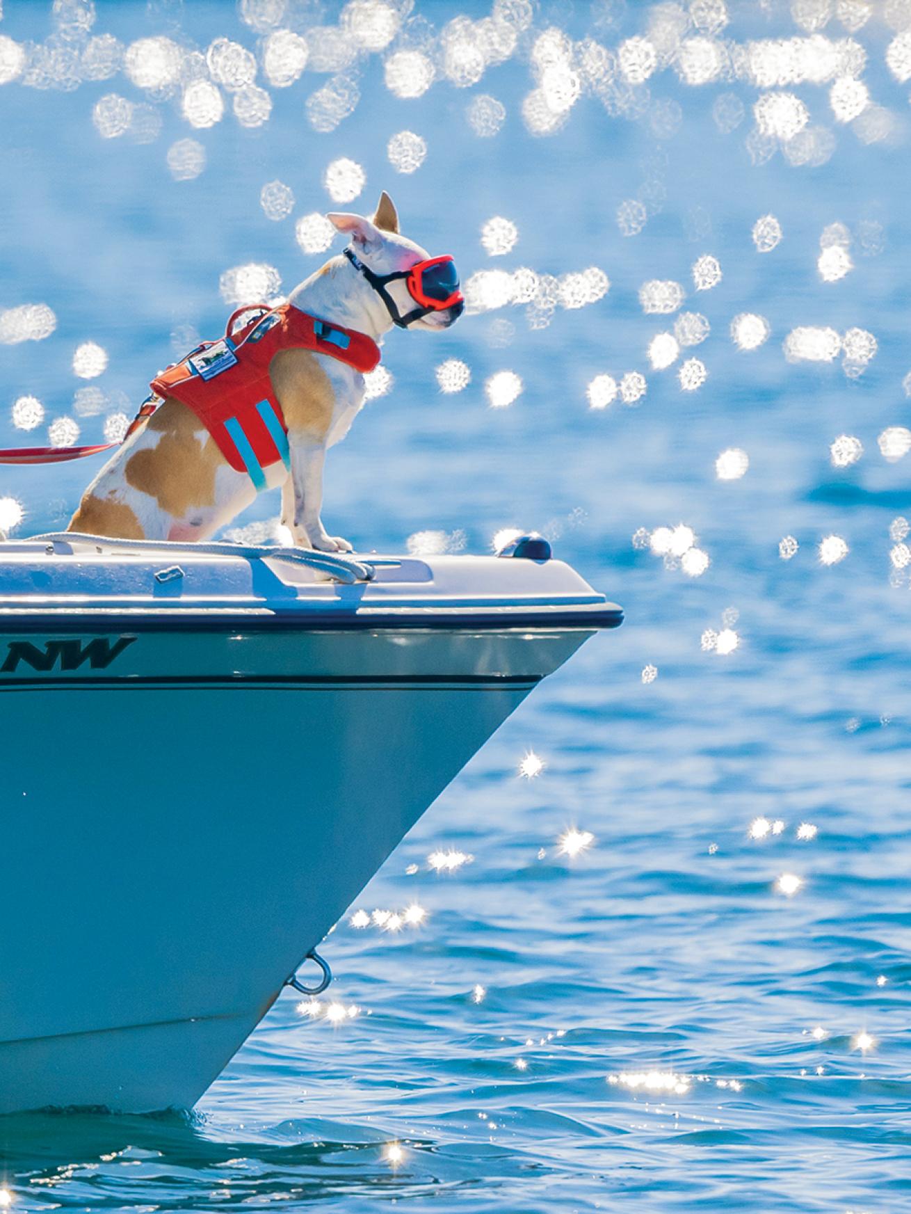 A small dog wearing a life jacket and sunglasses stands on the bow of the boat in the water on a sunny day.