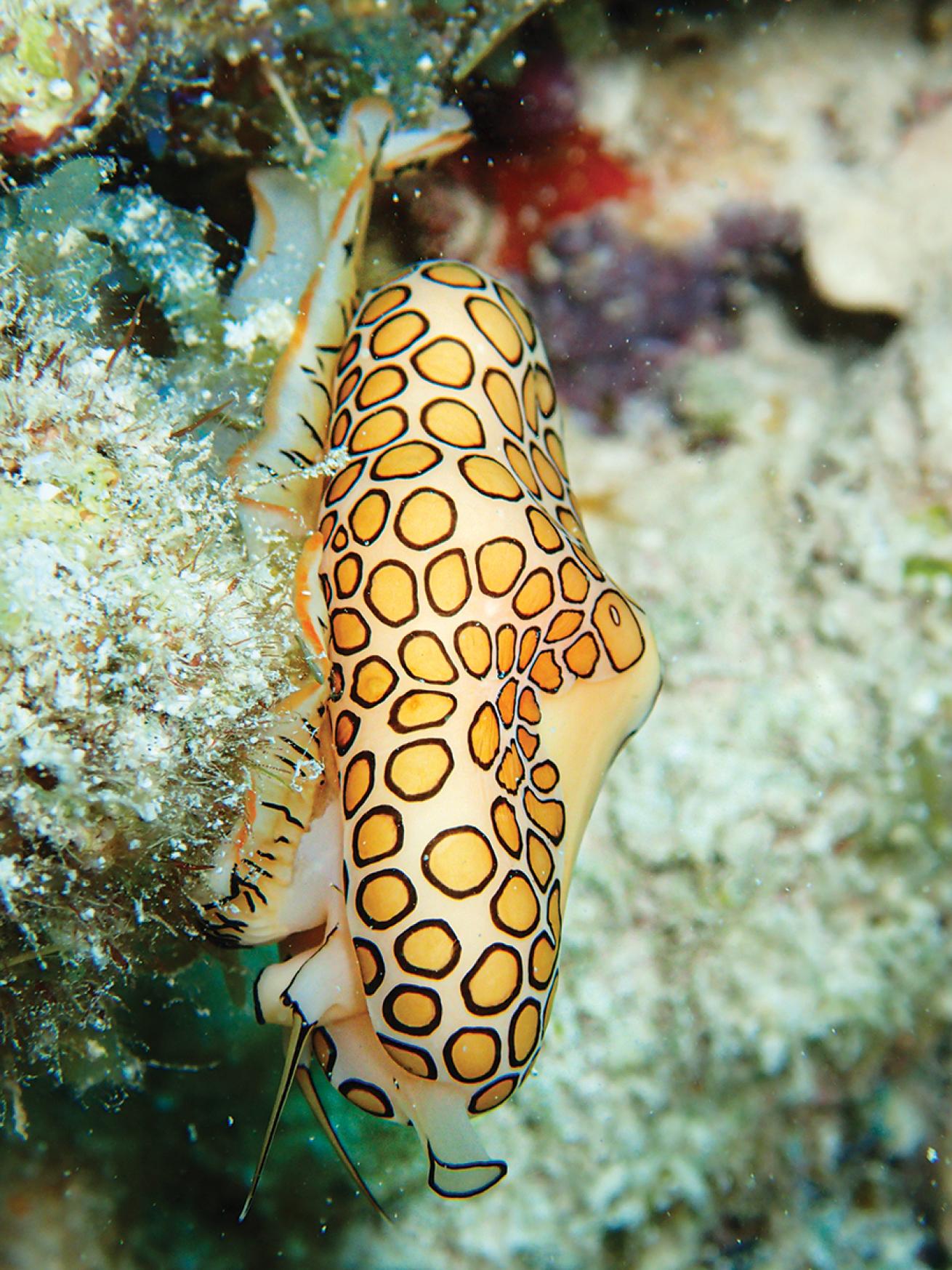 Flamingo tongue snail in Key West, Florida.