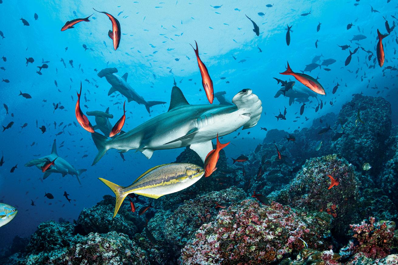 Scalloped hammerhead near Cocos Island