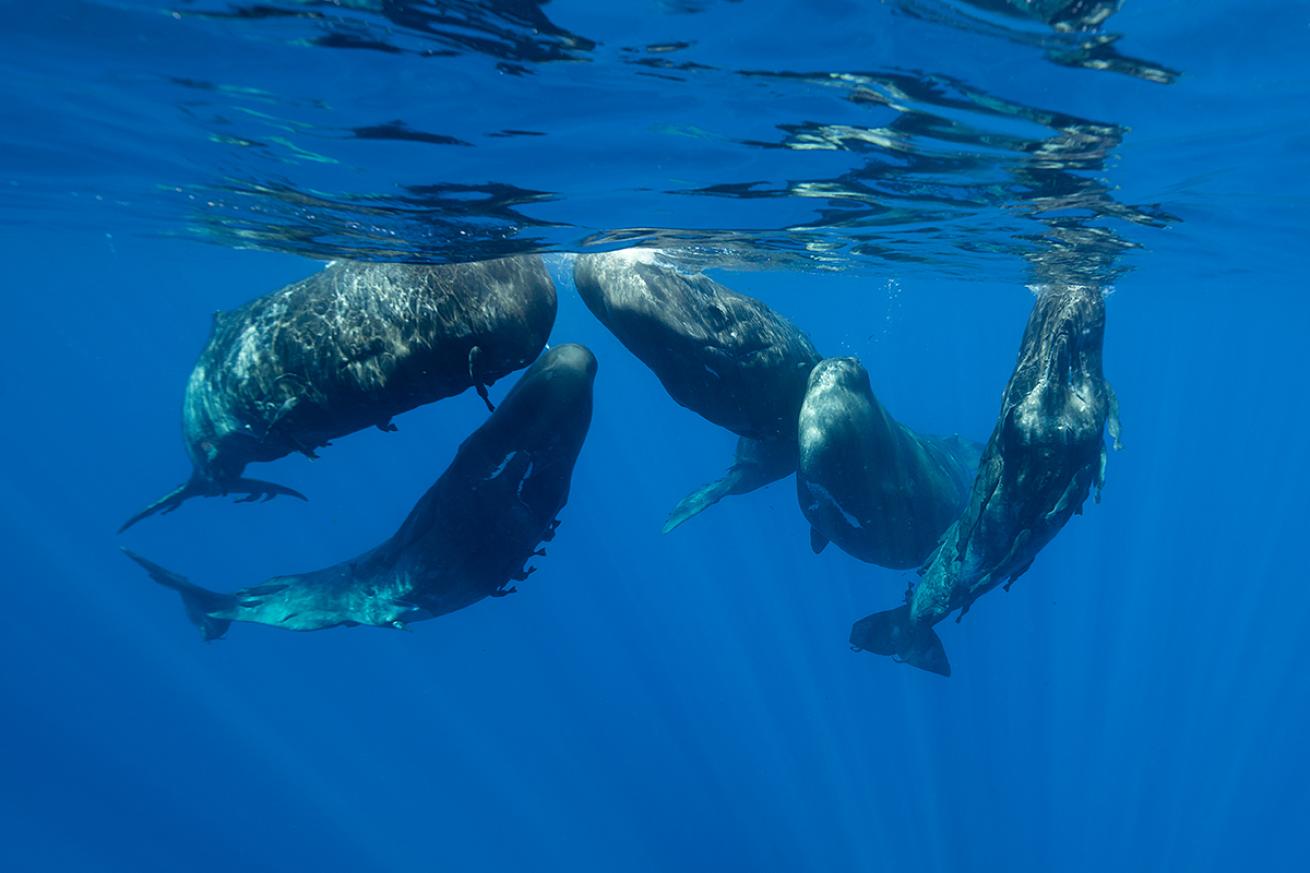 Social pod of whales in the Indian Ocean