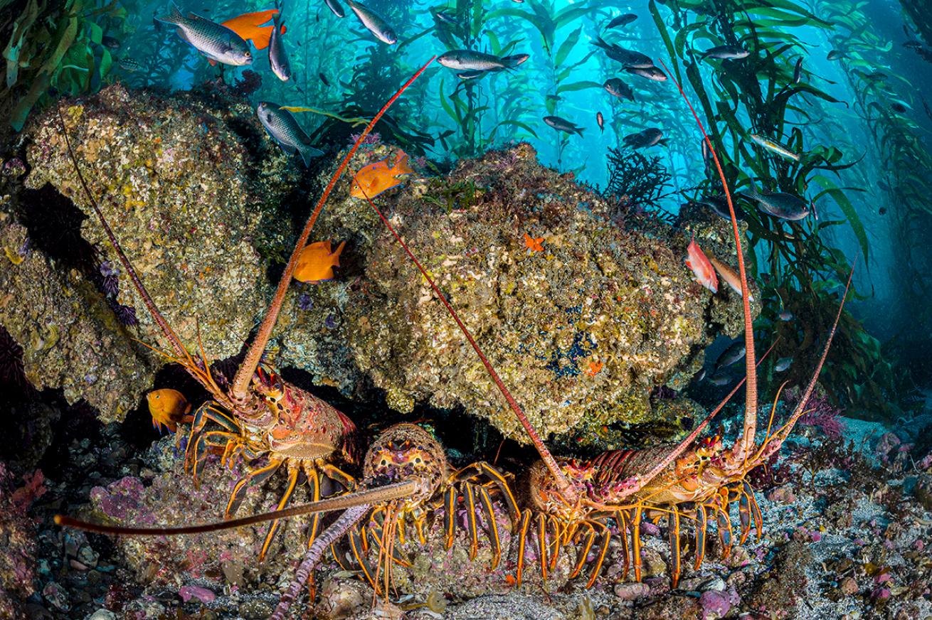Line of lobsters under a rock in a kelp forest
