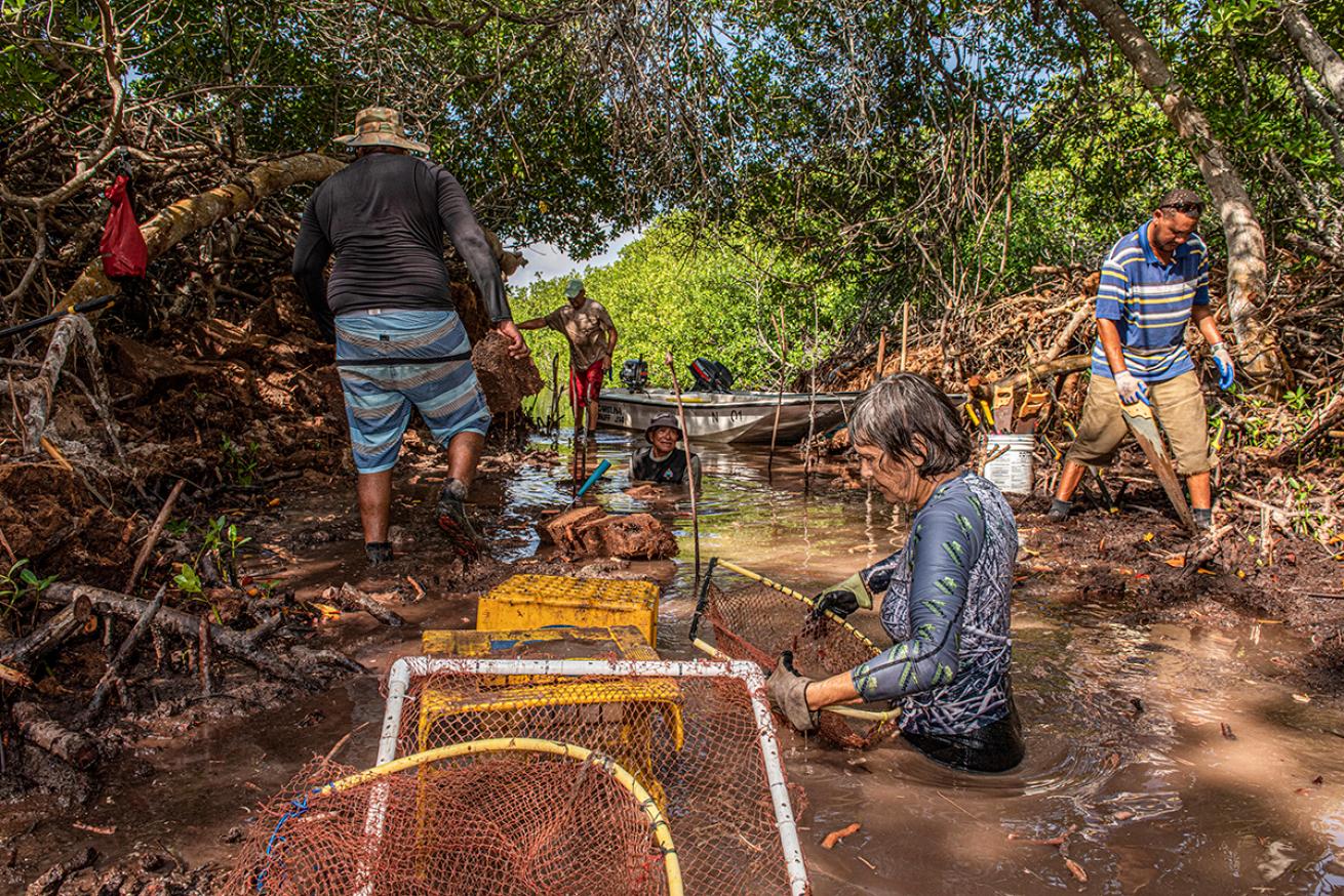 Volunteers work among mangroves