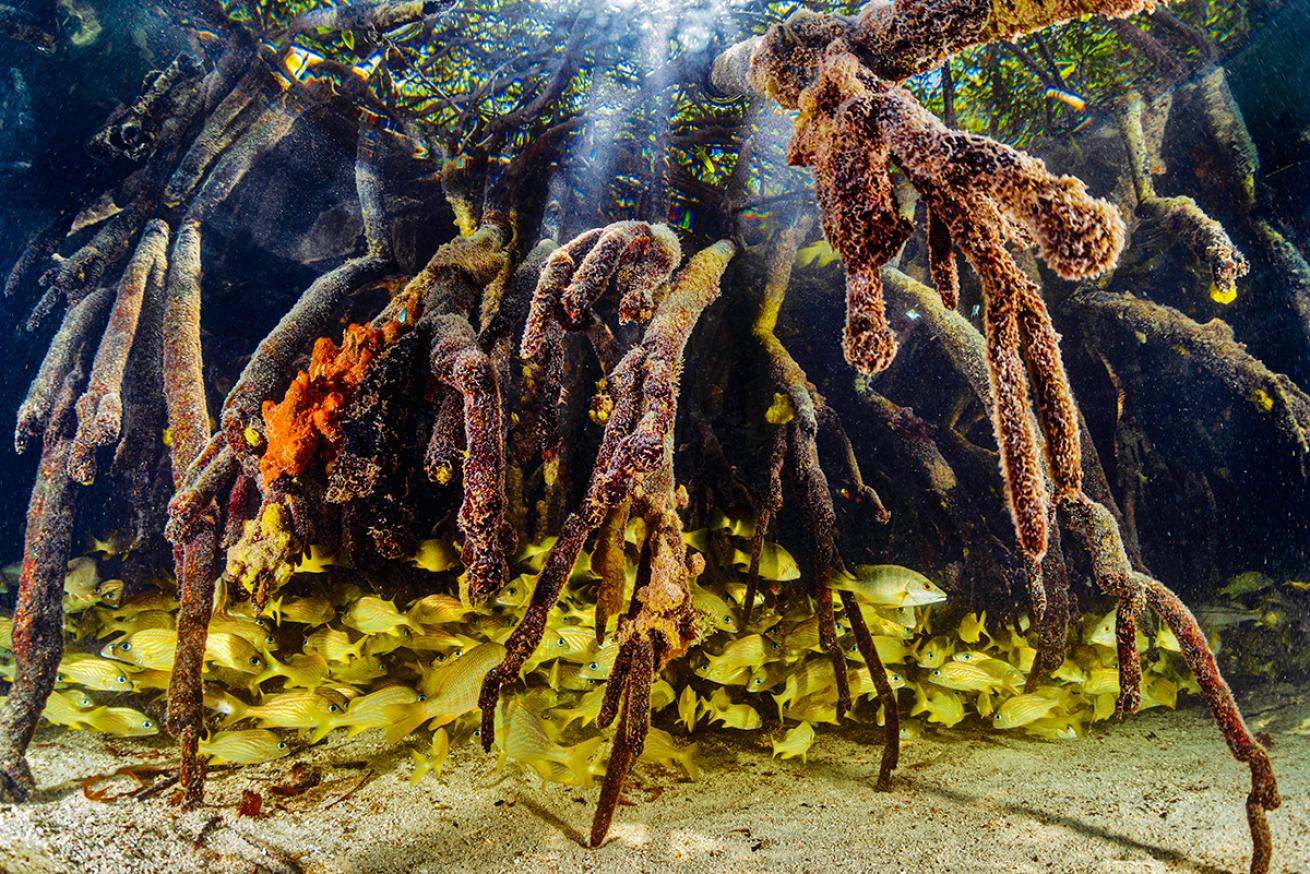 Fish between mangrove roots