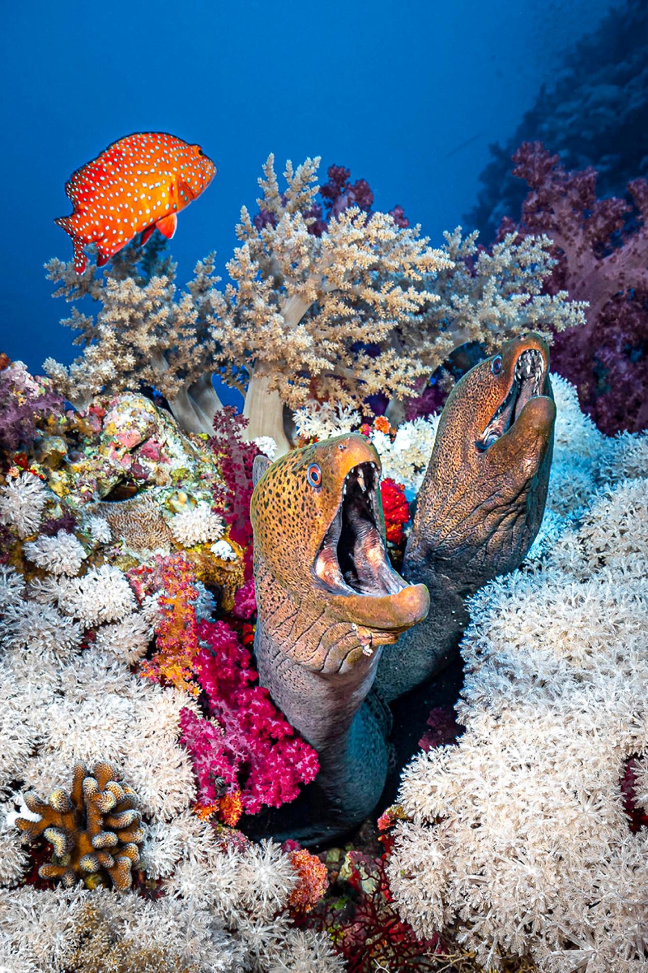 Two eels arch out of coral in an Egyptian MPA.