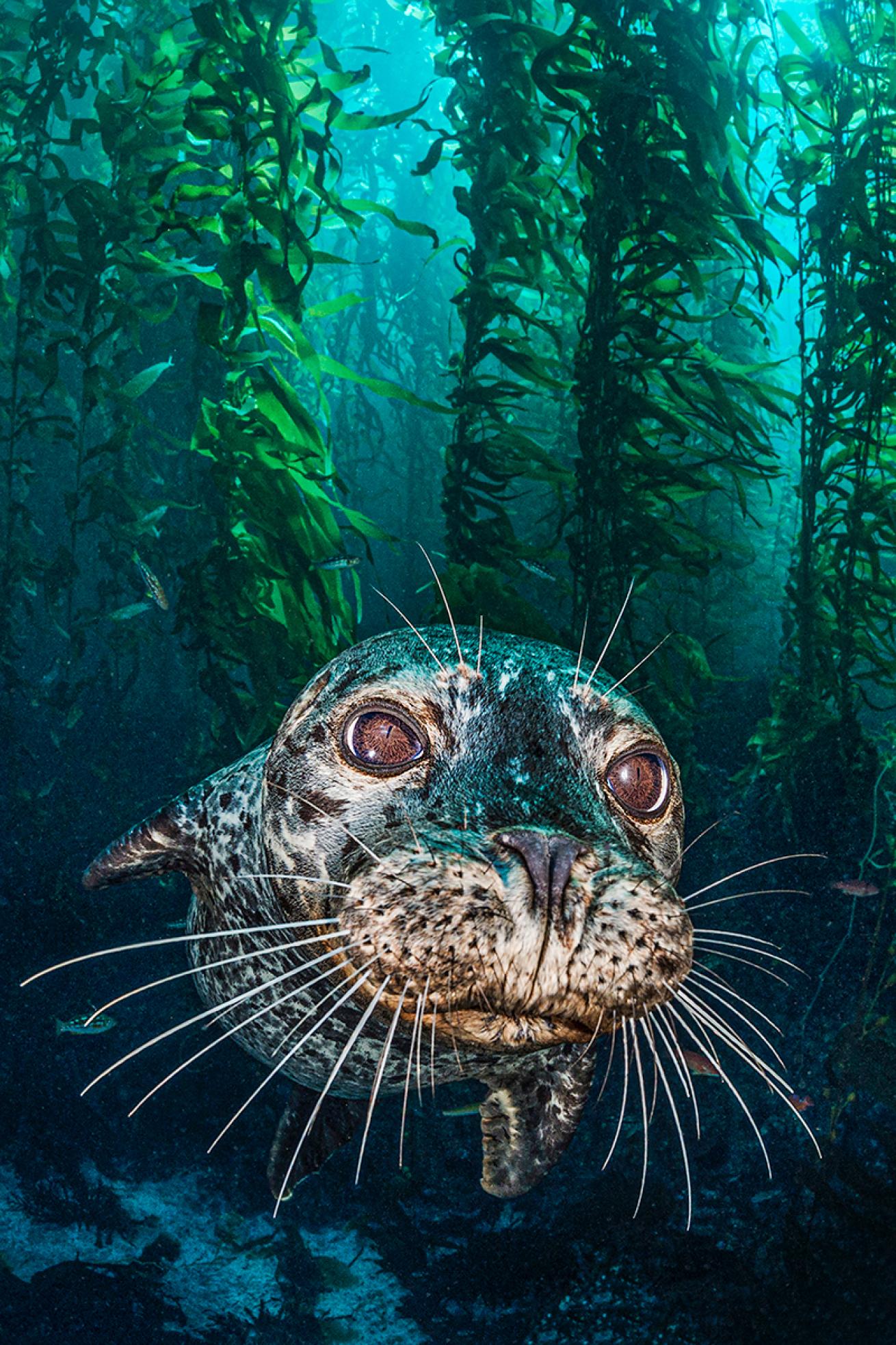 Close up of a harbor seal in a kelp forest