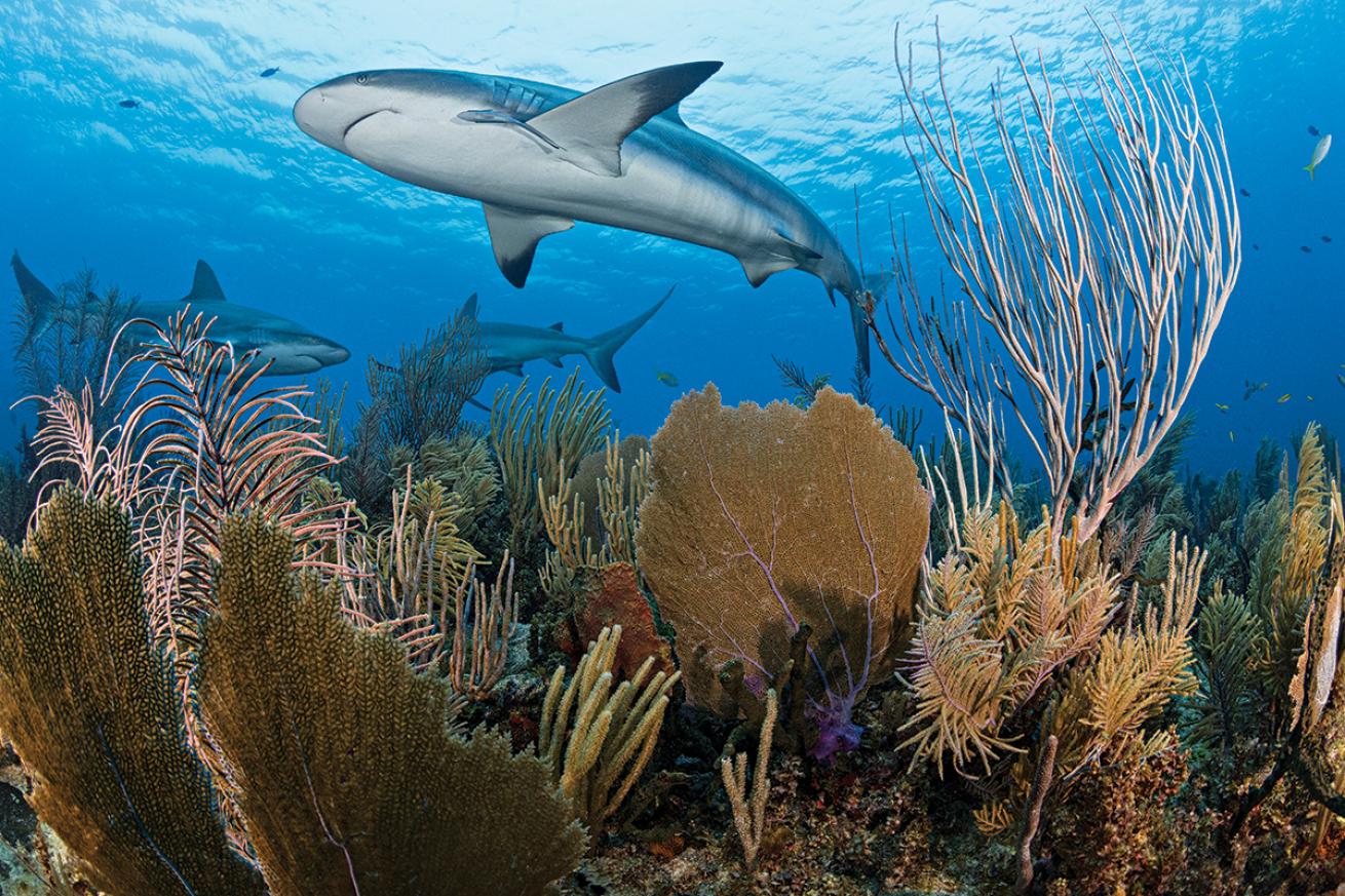 Reef shark swims over a sea fan
