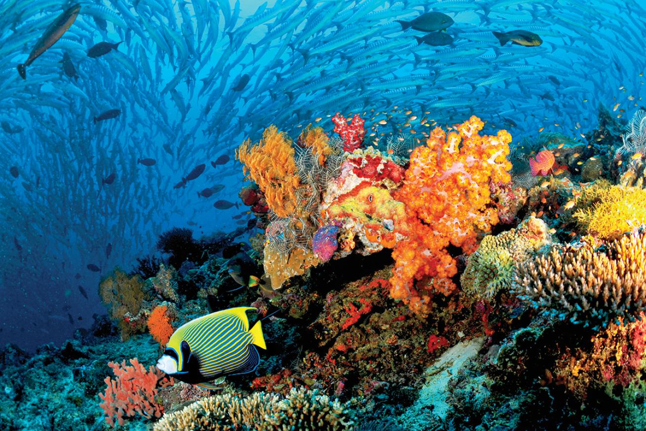 Fish swarm over a colorful reef in Sipadan