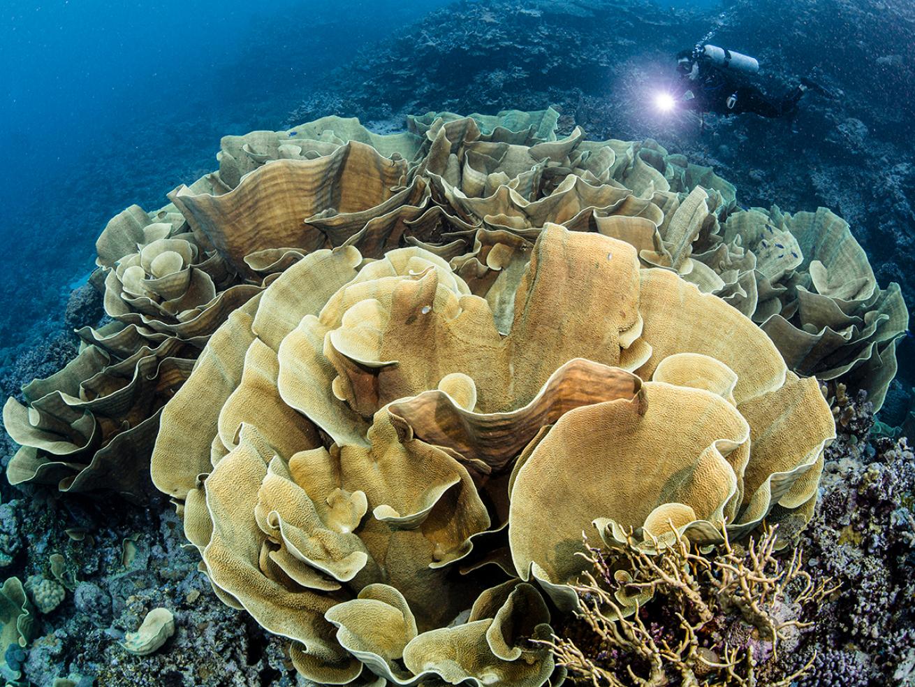 A diver explores a colossal coral formation in the Solomon Islands.