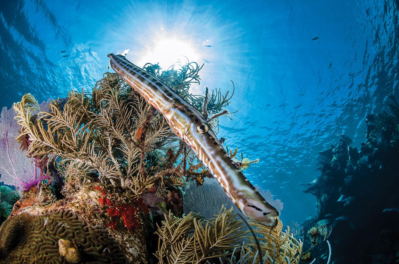 Trumpetfish with a sunburst behind it