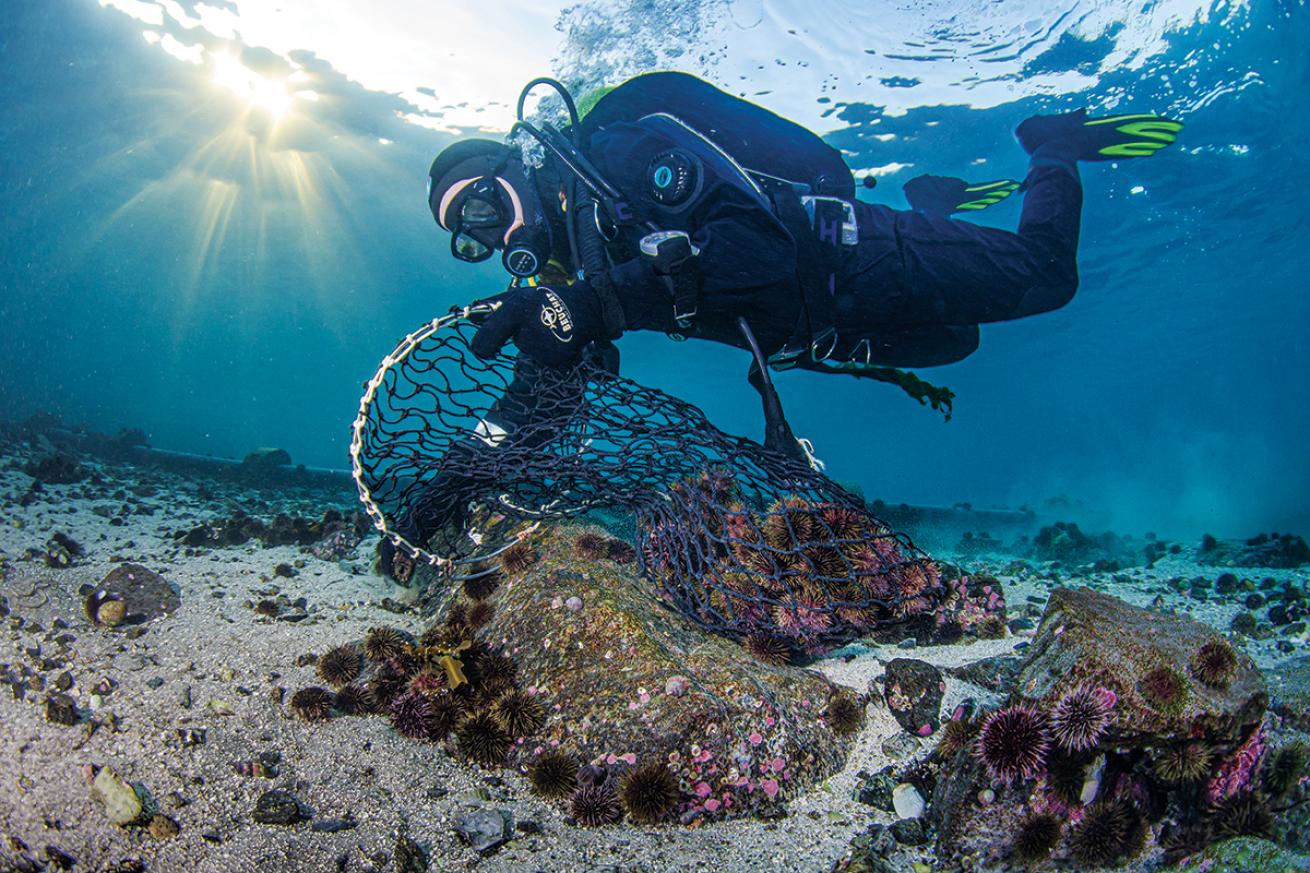 Diver collects purple urchins in a net.