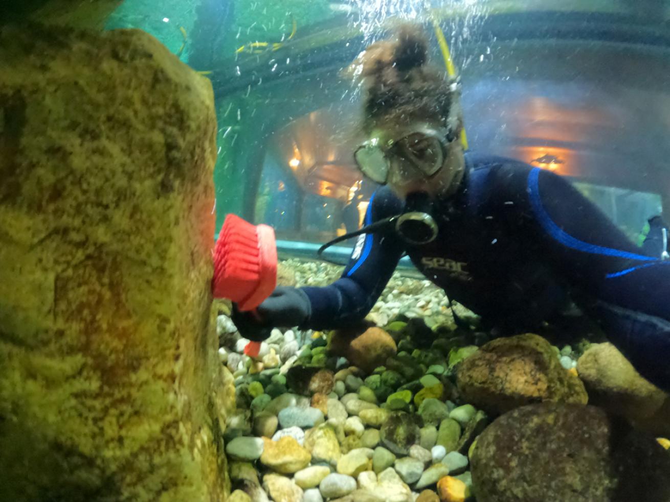 Aquarium Maintenance Diver Cleans Tank