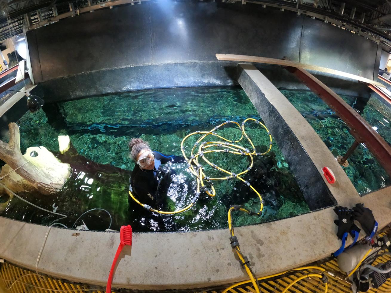 Aquarium Maintenance Diver