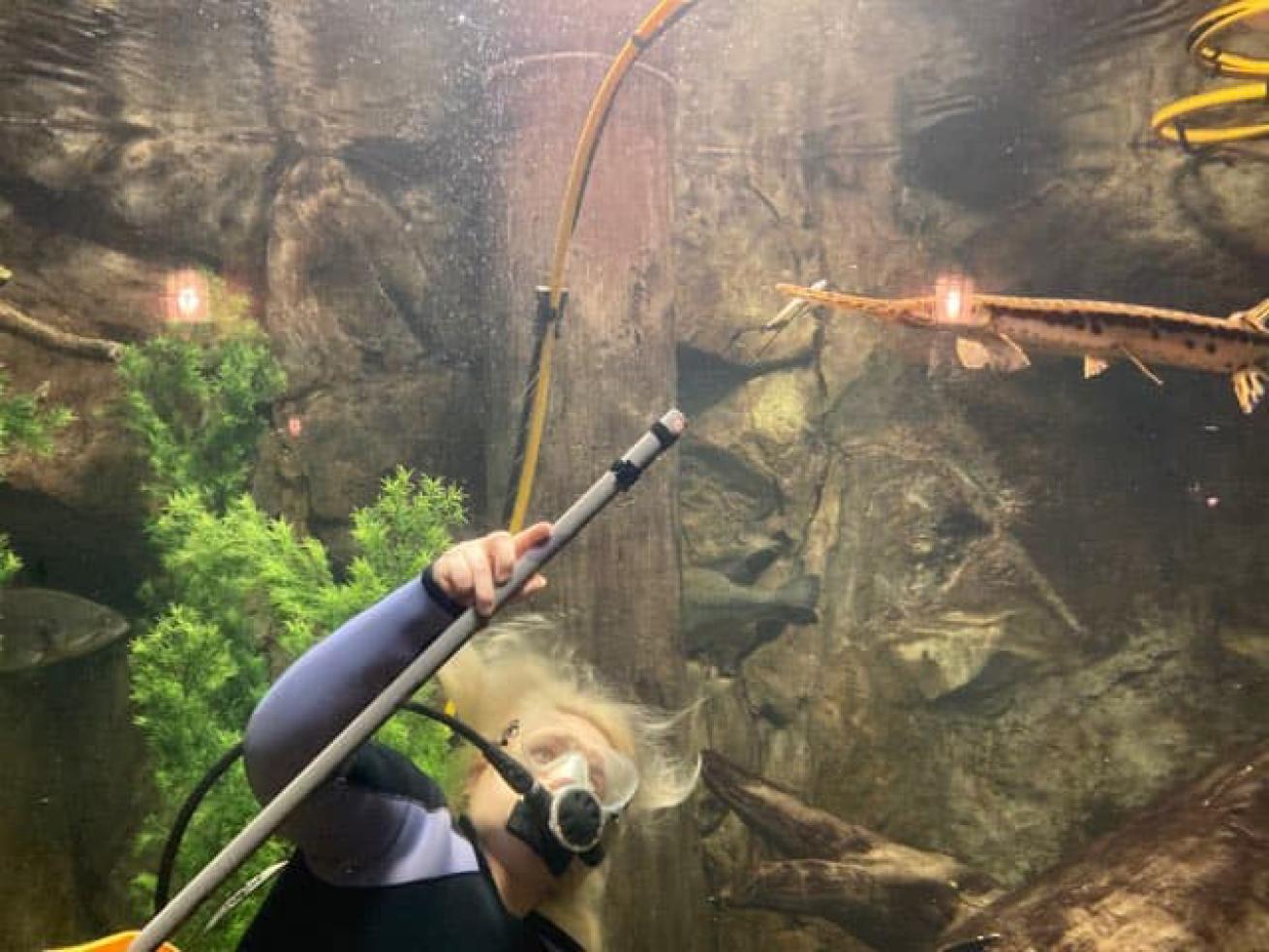 Aquarium Diver Feeds Fish
