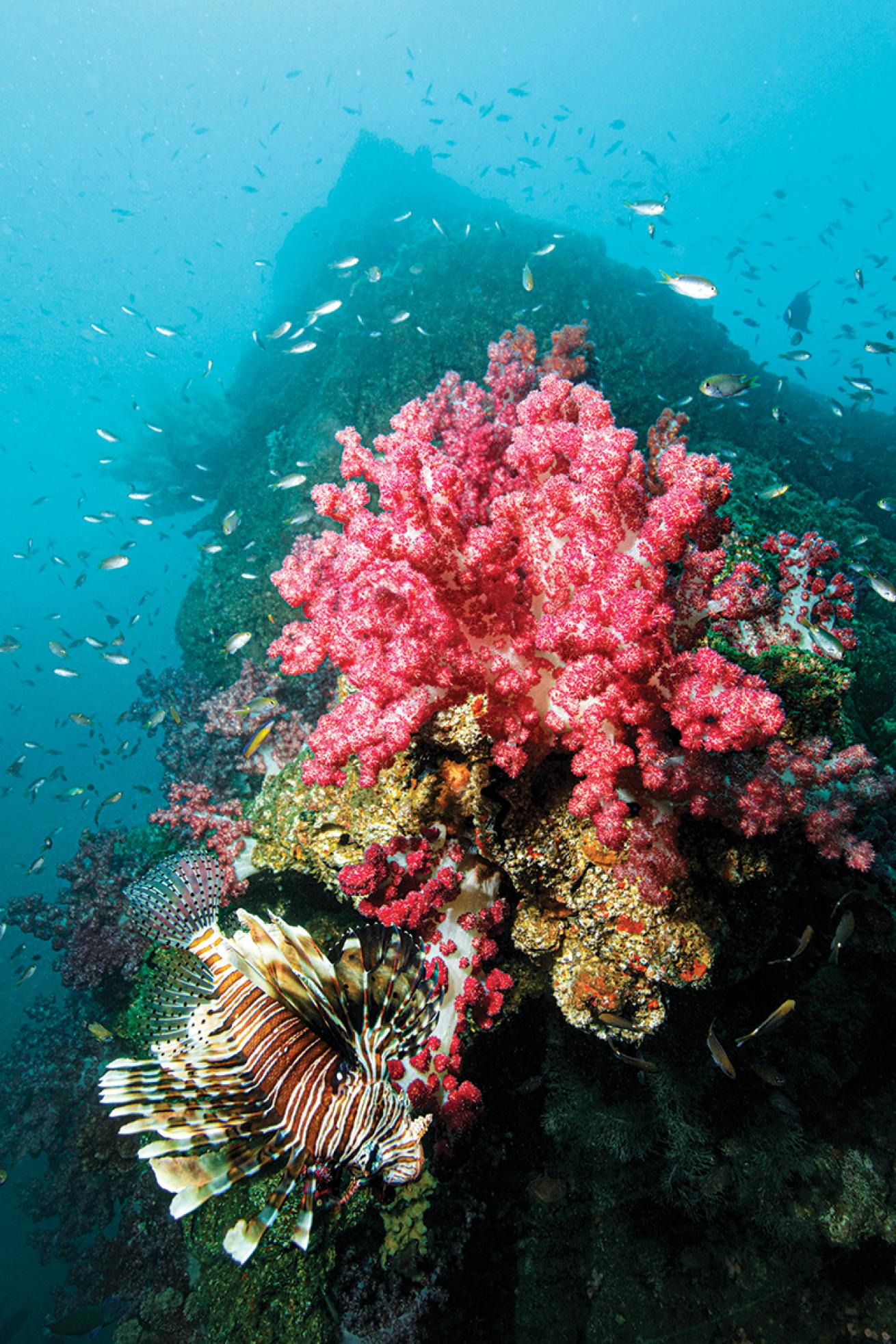 Oman’s City of Winchester wreck