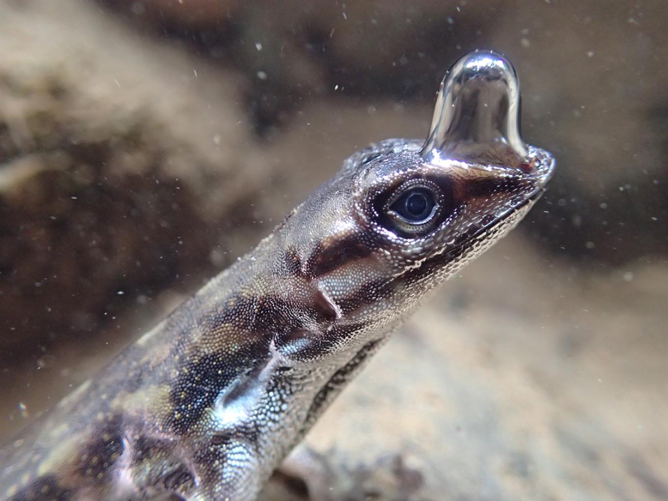 A tall bubble clings to the snout of a lizard under the water.