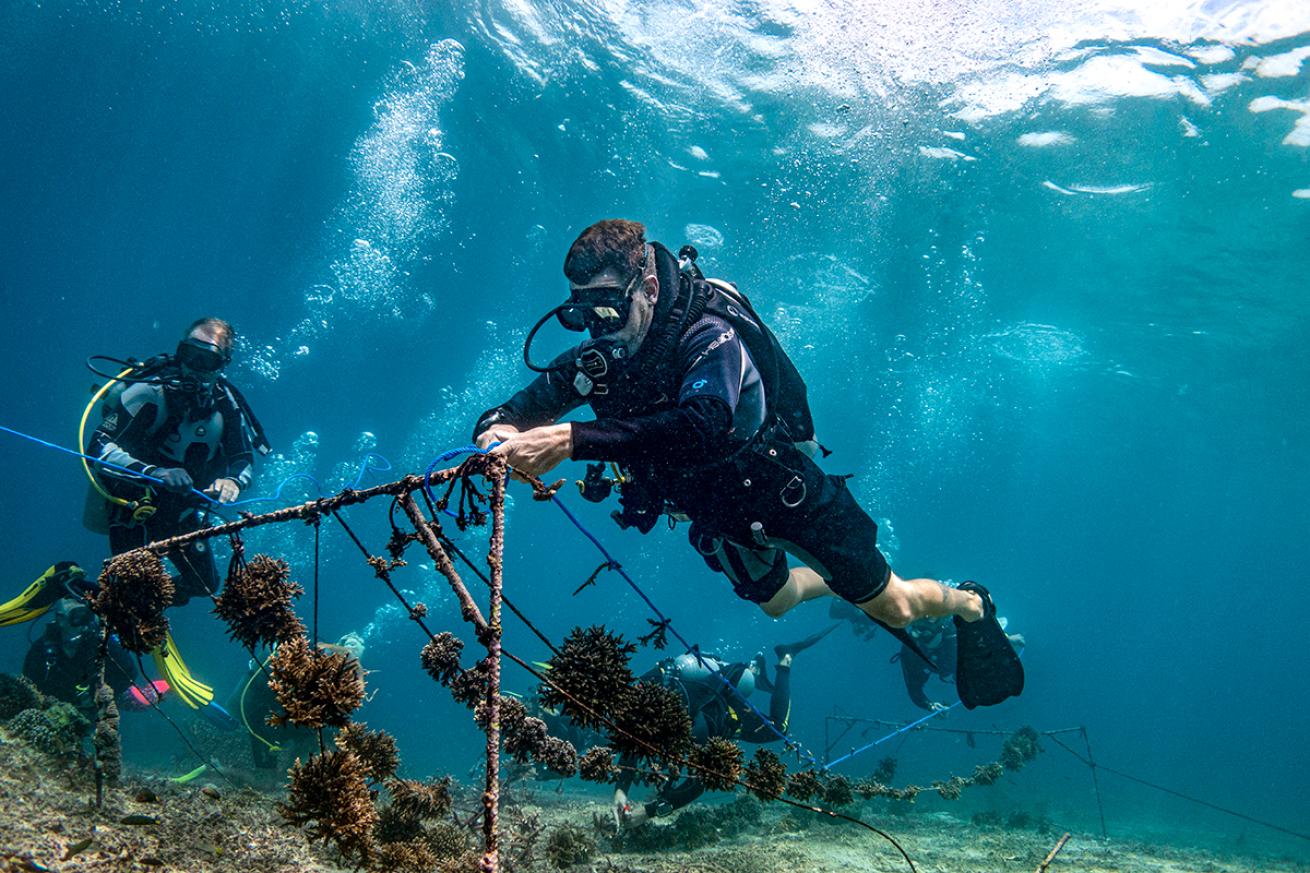 A diver hovering above the seafloor handles a tope of coral outplants tied to a metal stake